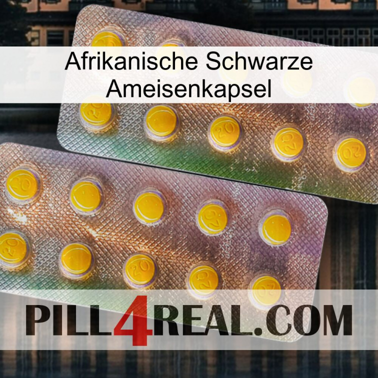 Africa Black Ant Capsule new10